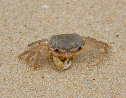 The crab on the sand, Thailand, Phuket.