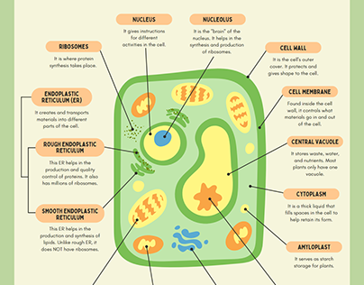 Plant Cell Biology Diagram