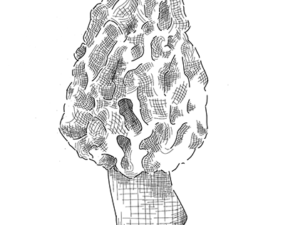 Mushrooms - sketches