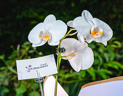 Foto producto - Ica Orquídeas
