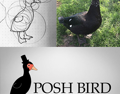Posh Bird - Logo Design Process