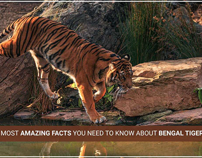 Amazing Facts You Need To Know About Bengal Tigers