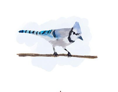Blue Jay Water Color
