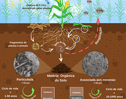 Soil carbon sequestration