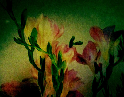 Freesia by Candlelight