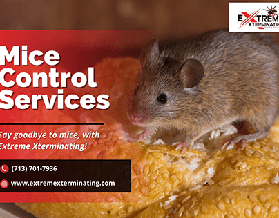 Rodent Remedy: Expert Mice Control Services
