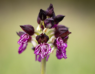 Orchidée pourpre en Aveyron. Purple orchid in Aveyron