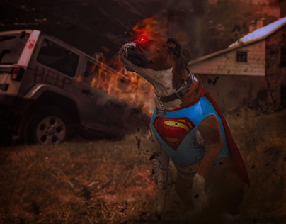 Behold Superdog