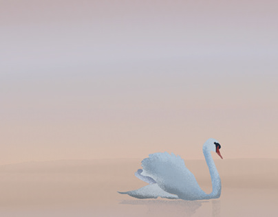 The elegance of the white swan