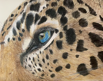 Leopard Coloured Pencil Drawing