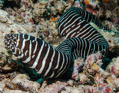 Zebra Moray Eel: Striped Elegance in the Underwater