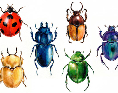 Rainbow beetles