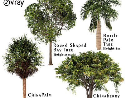 China Palm - Chinaberry - Bay - Bottle Palm Tree