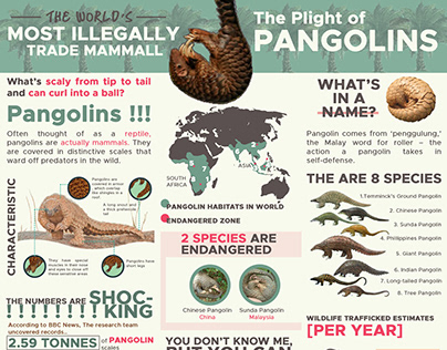 Infographic : The Extinction of Pangolins