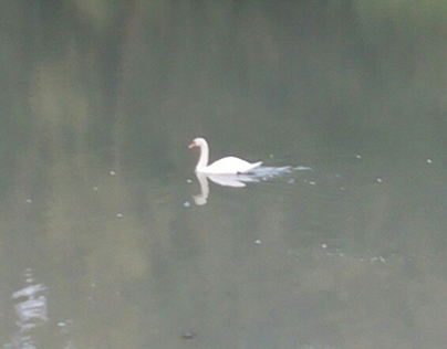 Swan on the lake (Incanto)