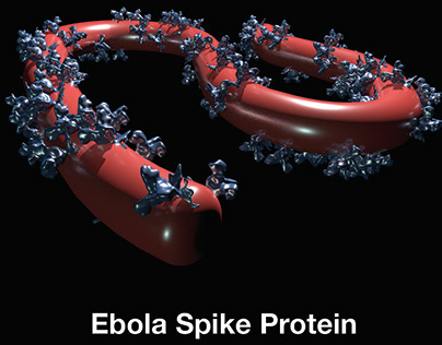 Ebola Spike Protein