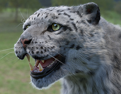 Irbis (Snow Leopard)