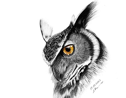 Owl Drawing / Baykuş Çizimi