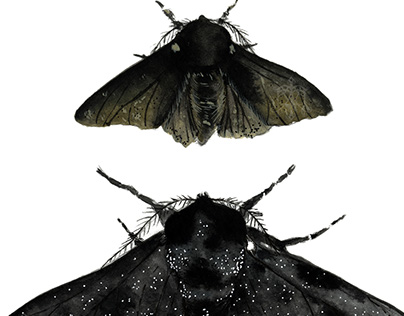 Black Moths