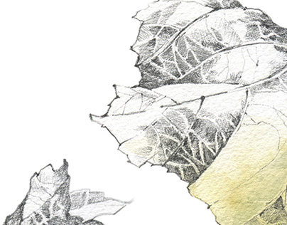 Linden leaf. Watercolour.