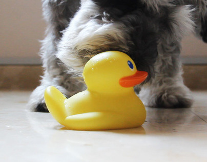 Rubber Duck (WWF)