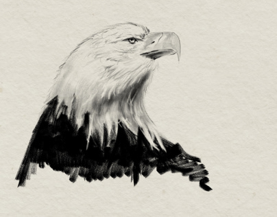 Eagle drawing