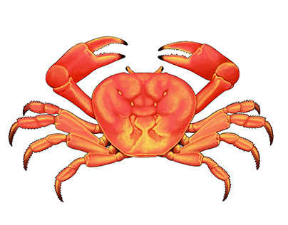 Crabe de Clipperton / Illustration
