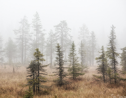 Sumu | Misty autumn forest 
