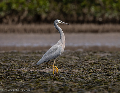 Herons, egrets, sea-eagle & insects; Tomaga River