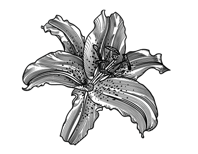 Lily Botanical Illustration