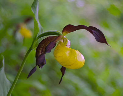 210620 Lady's slipper orchid – Upper Bavaria