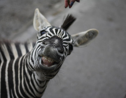 Smiling Zebra