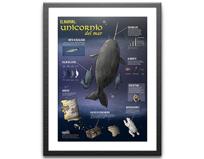 Infografía: El Narval - Unicornio del mar