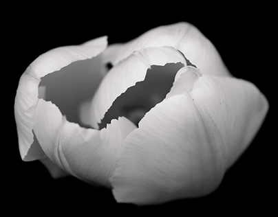 Asymmetry of the beauty. Tulips