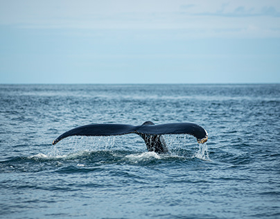 Arte y ciencia, visualizando la salud de las ballenas