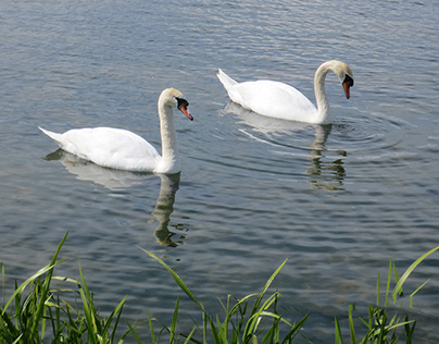 Swan Pair