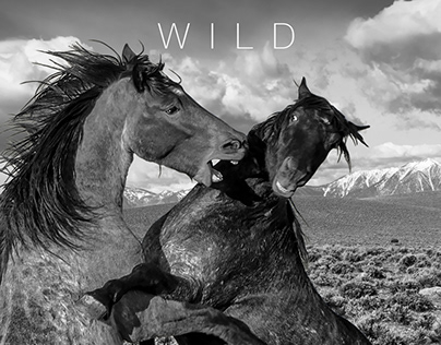 Wild Horses in the Wild