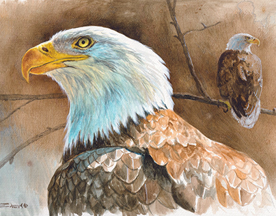 Animals of Catalina Island in Watercolor