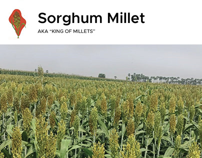 International year of Millets 2023 - Sorghum Millet