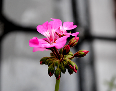 Traitement d'image, Petite fleure de notre jardin