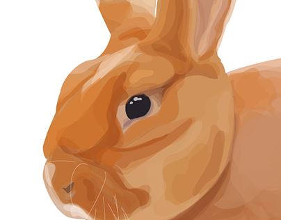 Coelho-europeu | European rabbit
