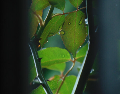 raindrops and green leaves