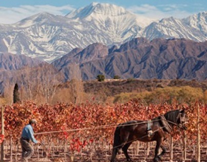 Mendoza—Argentina’s main wine region