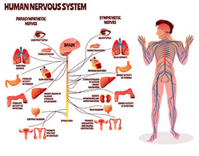Anatomy and Function of the Nervous System