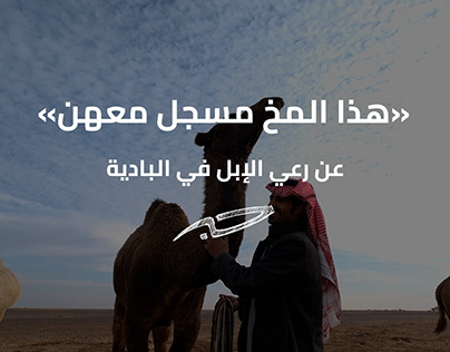 Camel grazing in the Jordanian desert