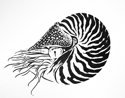Nautilus tattoo design