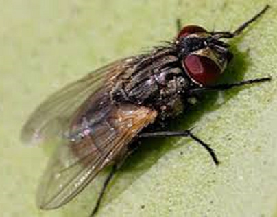 Outdoor Fly Control Brisbane - Get rid of flies today