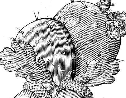 Acorn and Cactus illustration