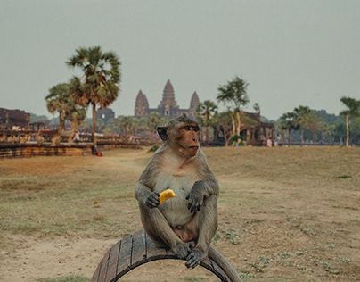 Angkor Wat macaque