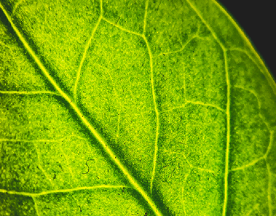 leaf macro shot